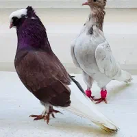 کفتر نر هما