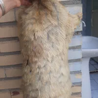 خیک|کلکسیون و سرگرمی|دزفول, |دیوار