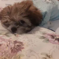 توله سگ نژاد شیتزو