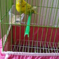 مرغ عشق ۸ ما هه ماده زیبا و خوش رنگ|پرنده|شاهین‌شهر, شهرک گلدیس|دیوار