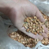 لوبیا چیتی