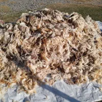 پشم گوسفند|رختخواب، بالش، پتو|پلدشت, |دیوار