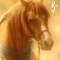 اسب نریان شش دنگ کرد خوش سواری شجره دار