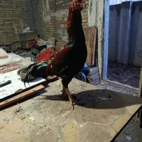 خروس لاری اصل