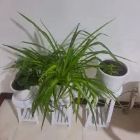 گل و گلدان و پایه زیر گلدانی
