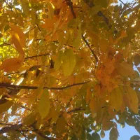 وام ازدواج فروشی