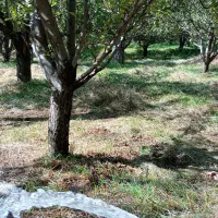 باغ واقع در روستای سرگیزه|فروش خانه و ویلا|مراغه, |دیوار