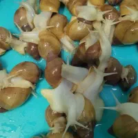حلزون|خزنده|تهران, وحیدیه|دیوار