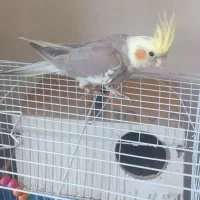 فروش عروس هلندی