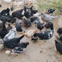 جوجه محلی گلین