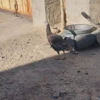 بوقلمون|حیوانات مزرعه|زهک, |دیوار