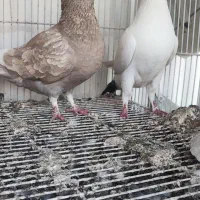 کبوتر|پرنده|مشهد, جوادیه|دیوار