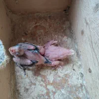 طوطی عروس هلندی جفت جوجه زا|پرنده|رشت, سلیمانداراب|دیوار