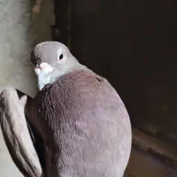 کبوتر پرشی|پرنده|شیروان (خراسان), |دیوار