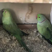 ملنگو هلندی|پرنده|مشهد, آبکوه|دیوار