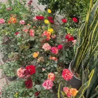 حراج رز باغچه ای