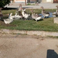 غاز و مرغ پا کرده و زنده