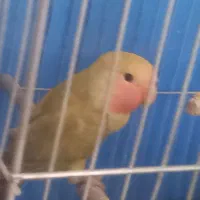 کوتوله برزیلی