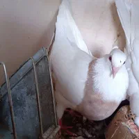 ماده طوقی عروسک اجری خال سرکه ای پا لخت بدون غلطی|پرنده|اصفهان, خیادان|دیوار