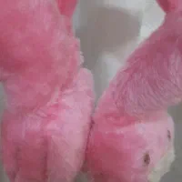 گوشگیر زیبا|صنایع دستی و سایر لوازم تزئینی|گلبهار, شهر جدید گلبهار|دیوار