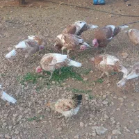 بوقلمون کاملا محلی نر وماده