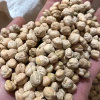 نخود طالبم فی روز