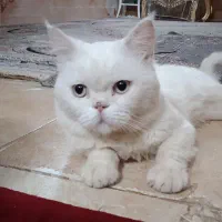 گربه|گربه|بیرجند, |دیوار