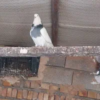 طوقی پراندنی ۲۰۰ هزار