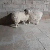 سه عددبره چاق