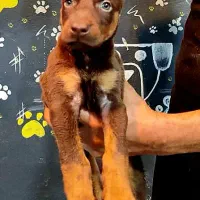 سگ دوبرمن تیپ اروپایی کیفیت در حد وارداتی|سگ|تهران, الهیه|دیوار