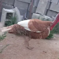 بوقلمون نر