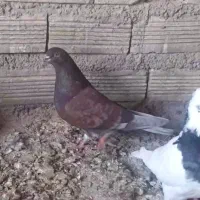 کبوتر پرشی ،کله دم سبز وسرخ و کاشونی