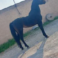 فروش|اسب و تجهیزات اسب‌سواری|ورامین, خیر آباد|دیوار