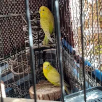 یک جفت مرغ عشق سالم و سرحال