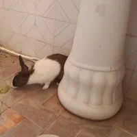 خرگوش فروشی قیمت توافقی