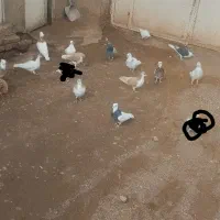 ۱۴تاکفترپرشی‌رنگی