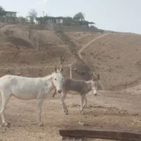 خر جوان باکره