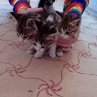 بچه گربه