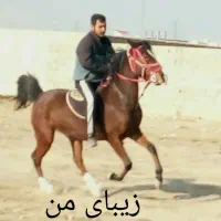 اسب|اسب و تجهیزات اسبسواری|تنکمان, |دیوار