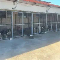 استخدام نیروی نگهبانی