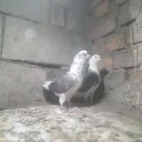 کفتر فروش فوری