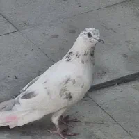 پرندگان|پرنده|بندرعباس, |دیوار