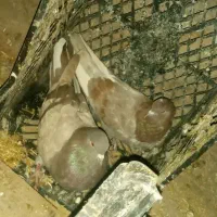 پنج عدد کبوتر