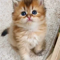 بریتیش لانگهیر|گربه|لاهیجان, شیشه گران|دیوار