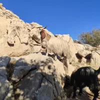 سی راس بز جوان|حیوانات مزرعه|اندیمشک, |دیوار