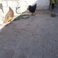 مرغ تازه ۳ماهه موقع تخم گداشتن شونه|حیوانات مزرعه|قم, علی آباد سعدگان|دیوار