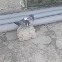 کبوتر‌|پرنده|دهدشت, |دیوار