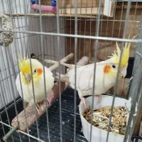 عروس هلندی