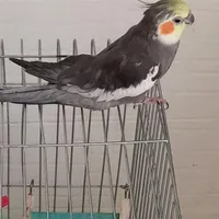 عروس هلندی نر