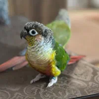 طوطی گرینچیک|پرنده|تهران, جوادیه تهرانپارس|دیوار